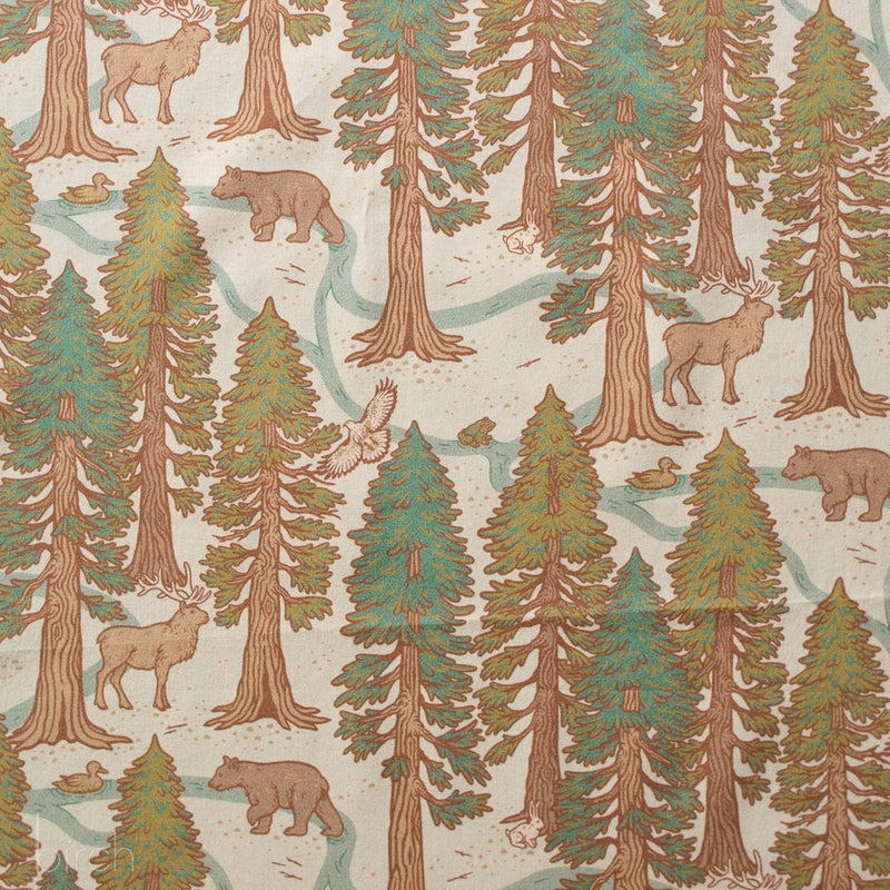 Redwoods in Mint Lawn | Wild Coast